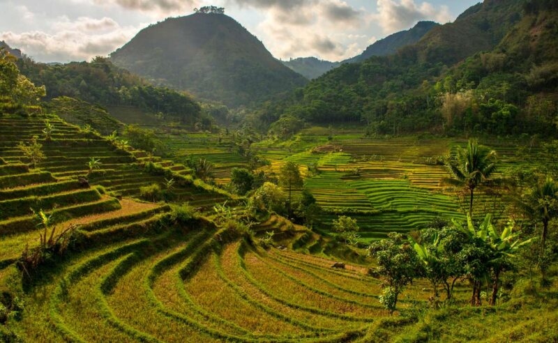 Green terraced rice fields in a mountain valley during luxury Southeast Asia holidays.