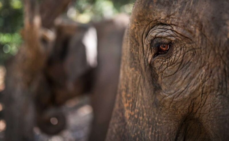 Close-up of an elephant's eye and skin during luxury Southeast Asia holidays.