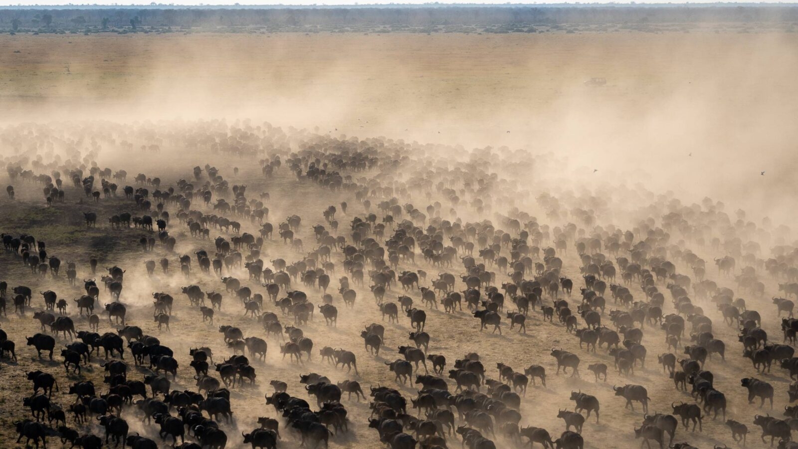 Luxury Botswana Tours - great wildebeest migration