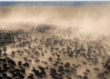 Mababe Concession thumbnail