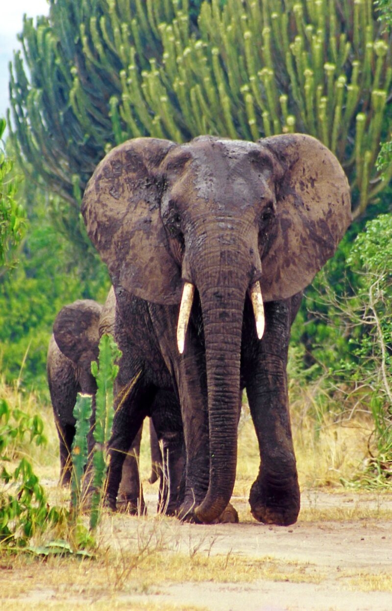 A large African elephant with tusks and mud on its face stands on a dirt path with greenery in the background.
