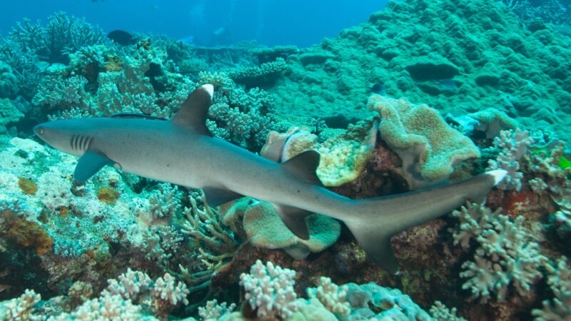 A slender white-tip reef shark swimming over diverse coral formations in the clear blue sea during luxury Fiji vacations.