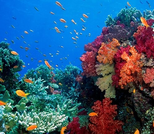 Schools of small orange fish swimming around colorful soft and hard coral reefs for luxury Fiji vacations.