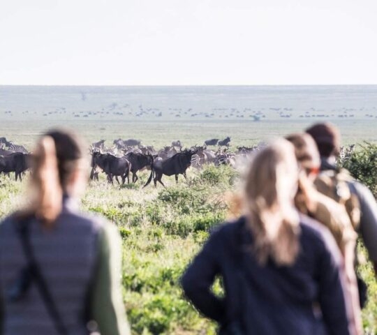 Out-of-focus people in the foreground look toward a distant herd of wildebeest on a grassy savanna.