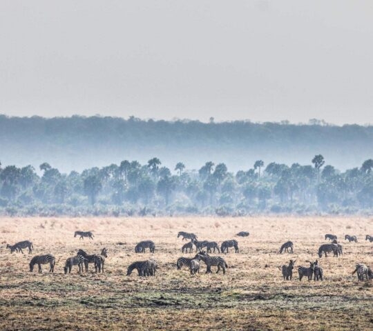 Chada Plain Katavi National Park