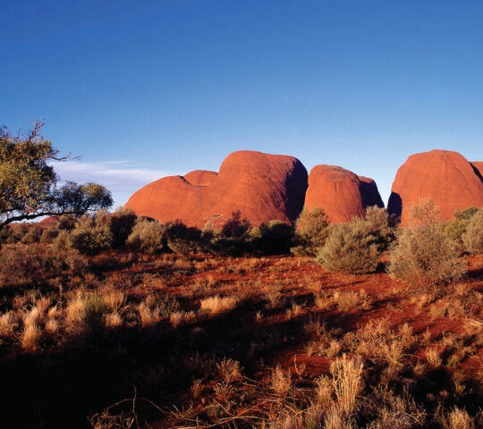 Large red rock formations known as Kata Tjuta viewed from across the desert scrub under a deep blue sky.