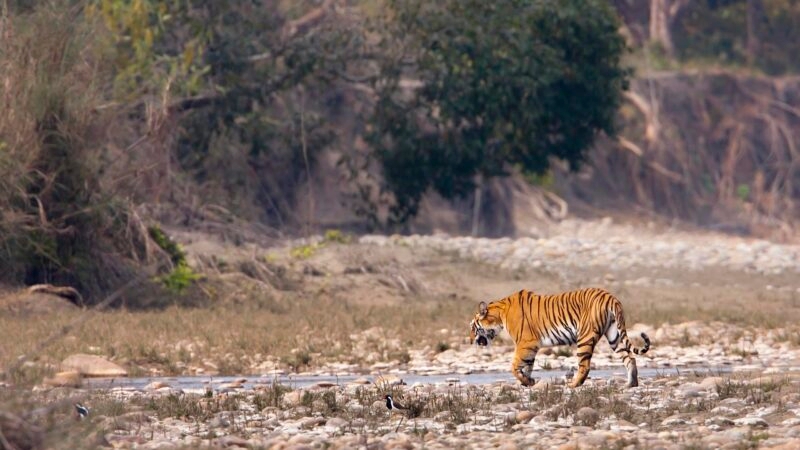 Tiger in Nepal