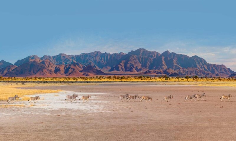 A line of zebras running across a dry desert landscape with large reddish-brown mountains in the background.