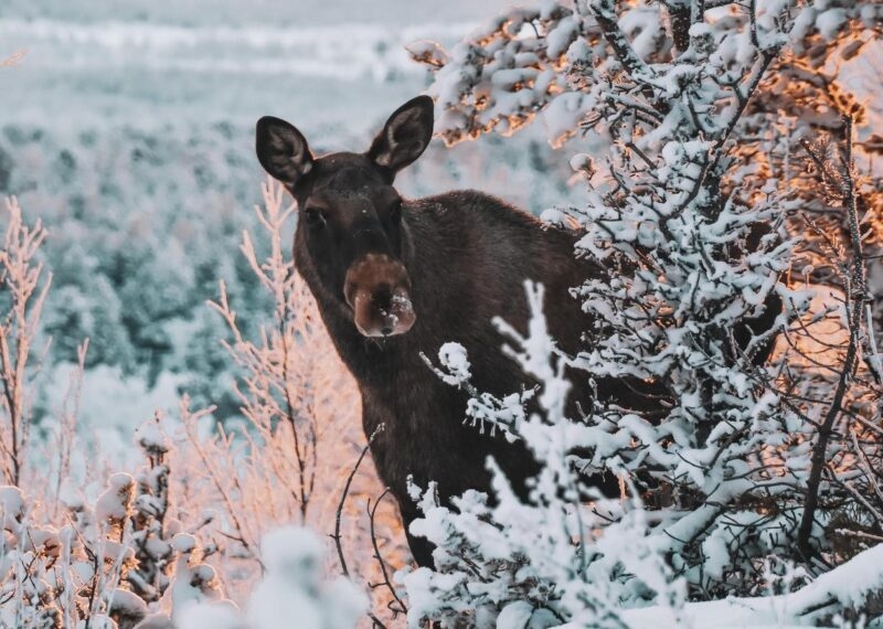 Moose elk in the forest Swedish Lapland wildlife