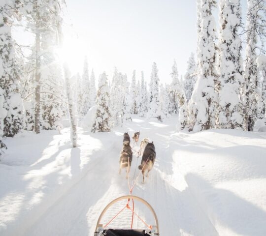 A dog sled moves through a snowy forest under a bright sun.