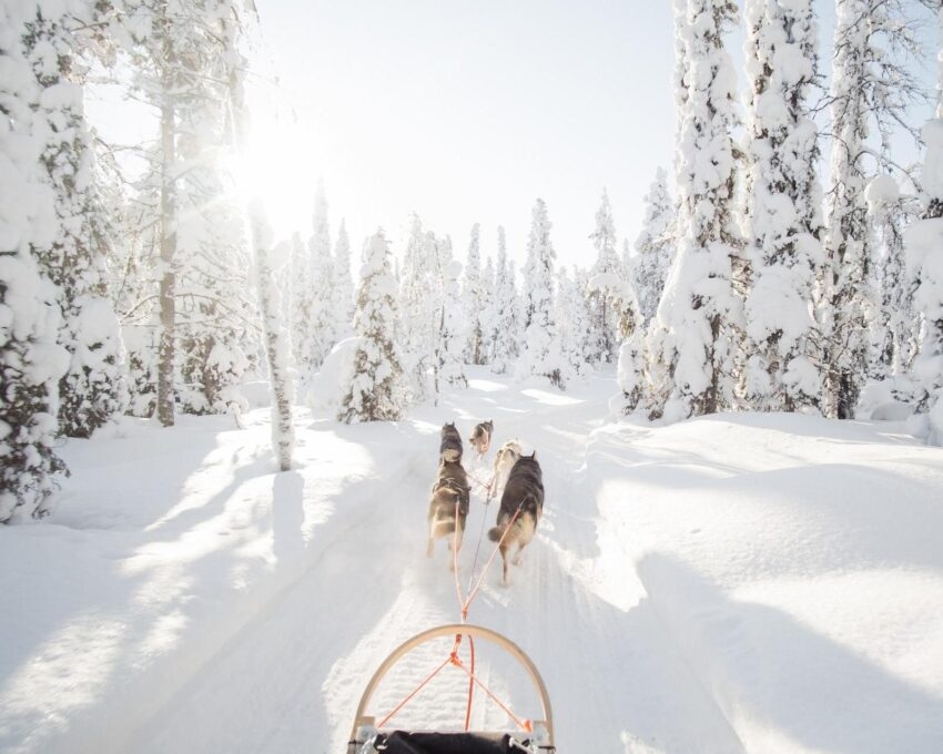 A dog sled moves through a snowy forest under a bright sun.
