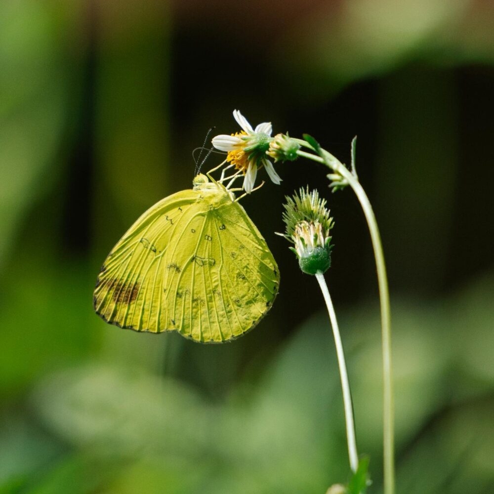 A yellow butterfly perched on a white flower with a soft green backdrop.