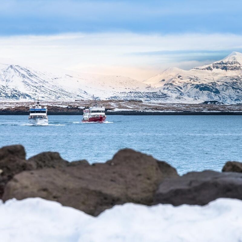 Cruises in the water near Reykjavik in Iceland