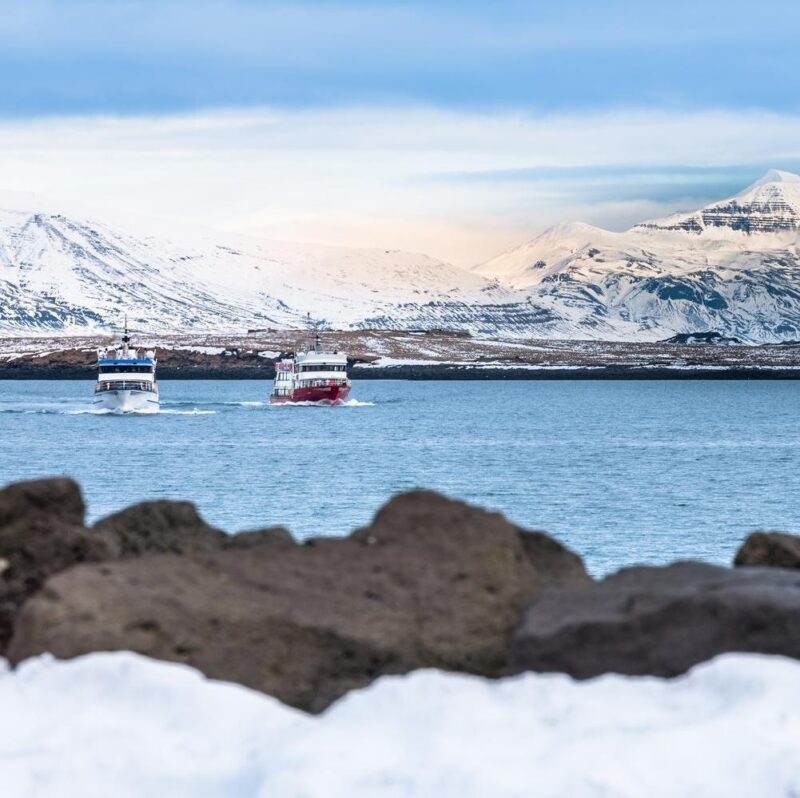 Cruises in the water near Reykjavik in Iceland