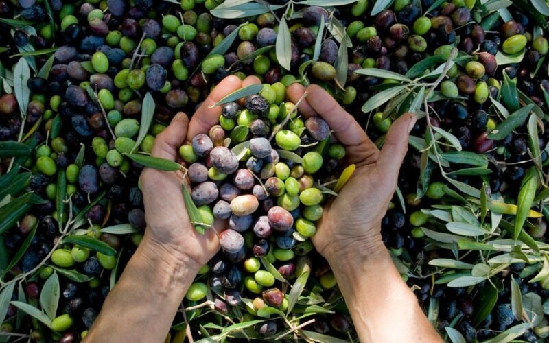 girl hands with olives, picking from plants during harvesting, green, black, beating to obtain extra virgin oil, food, antioxidants, Taggiasca variety, autumn, light, Riviera, Liguria, Italy harvesting, olive, green, hand, oil, harvest, italy, food, agriculture, mediterranean, nature, fruit, heart, shape, black, plant, tree, fresh, healthy, leaf, organic, picking, ripe, farm, background, vegetable, farmer, ingredient, raw, olives, spain, natural, rural, production, cultivation, italian, diet, season, outdoor, handful, work, antioxidant, autumn, symbol, sun, concept, horizontal, liguria, Taggiasca, genoa Olives Italy