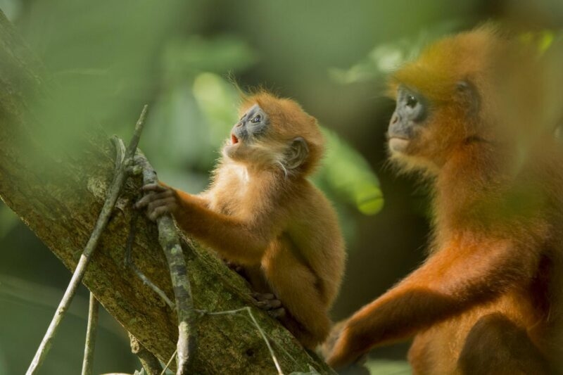 Monkeys rainforest tour Borneo