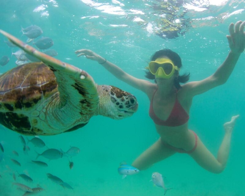 Turtles snorkelling in Mauritius