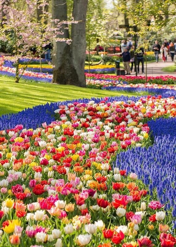 Keukenhof park in Netherlands