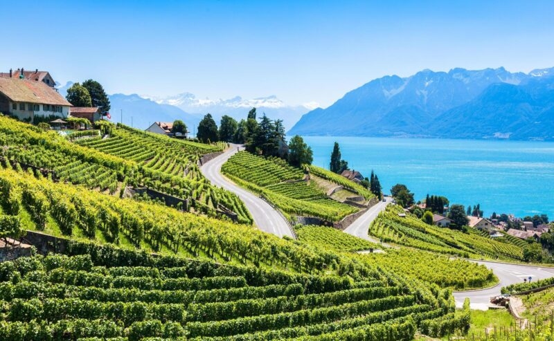 Vineyards in Lavaux region - Terrasses de Lavaux terraces, Switzerland Saint-Saphorin, agriculture, countryside, cully, culture, drink, europe, farmland, field, fruit, geneva, grapes, harvest, hike, hiking, lake, landscape, lausanne, lavaux, leaf, leman, lutry, montreux, mountain, nature, pedestrian, plant, promenade, ripe, rural, scenery, st saphorin, summer, swiss, switzerland, terrace, terrasse, travel, unesco, valais, vaud, village, vines, vineyard, vineyards, viticulture, walkway, wine, winery Montreux vineyards