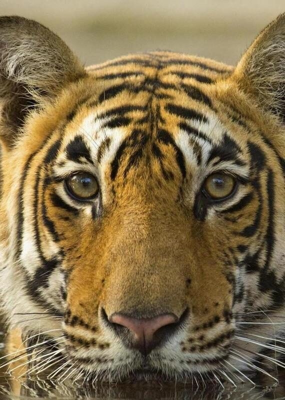 Wild tiger in a pool of water in Ranthambore tiger reserve