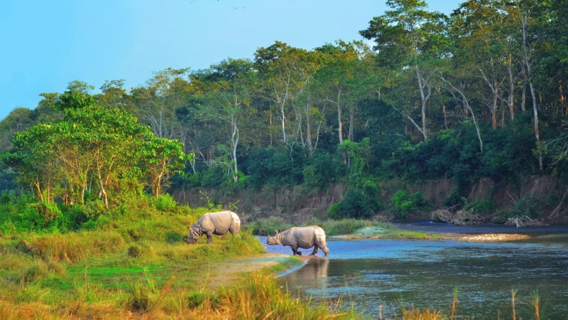 Wild landscape with asian rhinoceroses