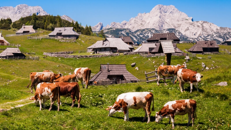 The cows and herdsmen's huts on the Big Pasture Plateau in Slovenia