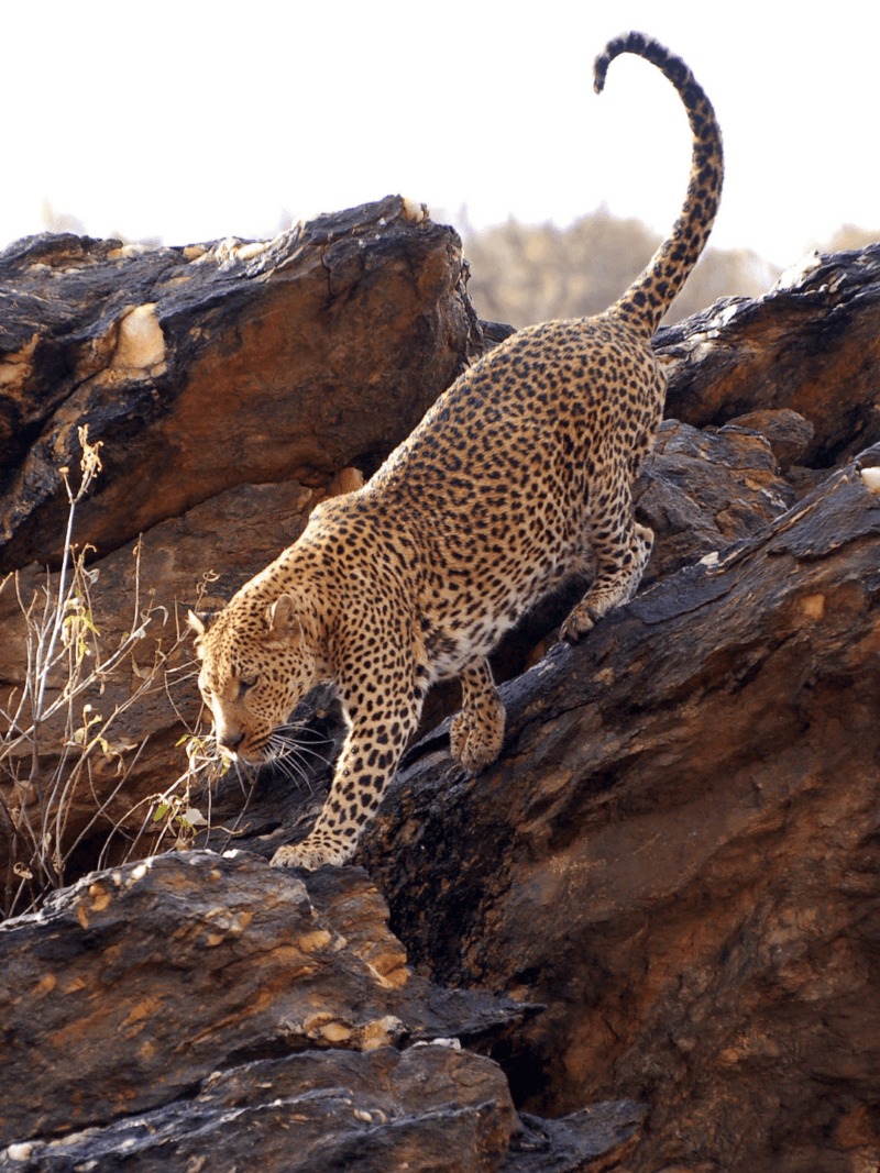 safaris in africa, luxury safaris in africa, namibia safaris, leopard spotting in namibia, wildlife in africa