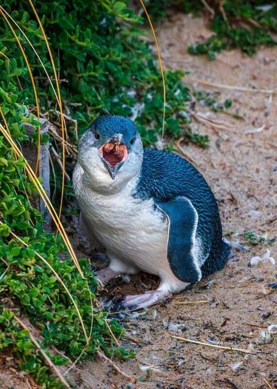 Little blue penguin in the wild on Phillip Island Australia