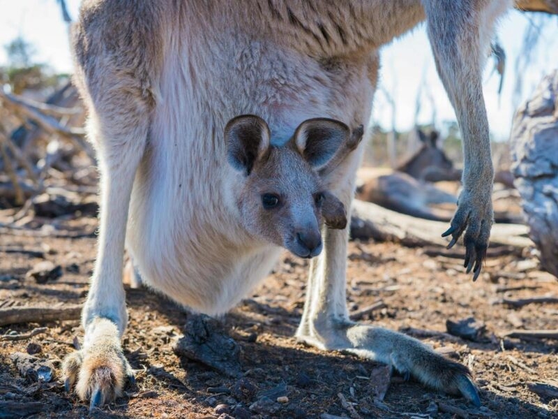kangaroo Australia close shot