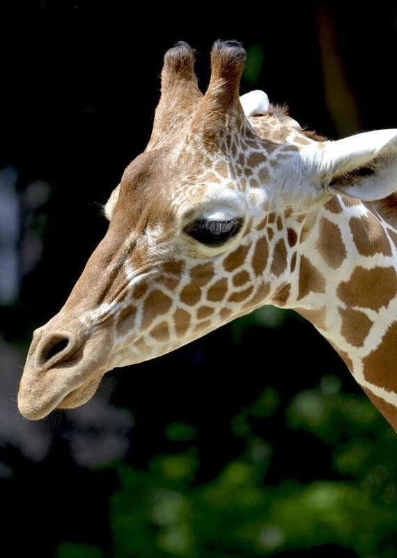 giraffes Mozambique wildlife tour