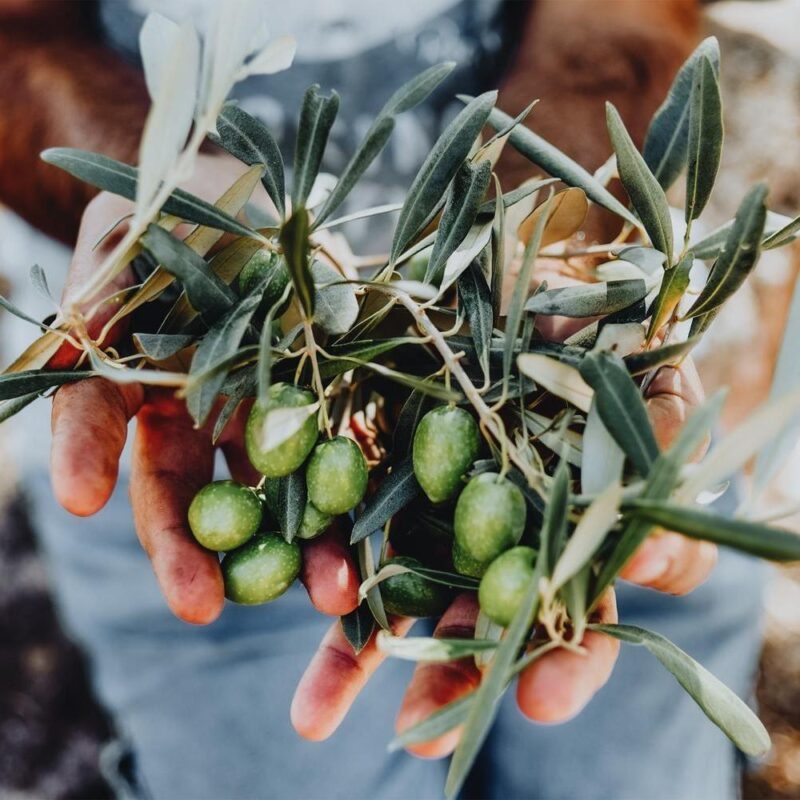 Man with a pile of green olives in his hands freshly collected during the harvesting.