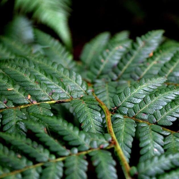 Silver fern leaf in New Zealand forest