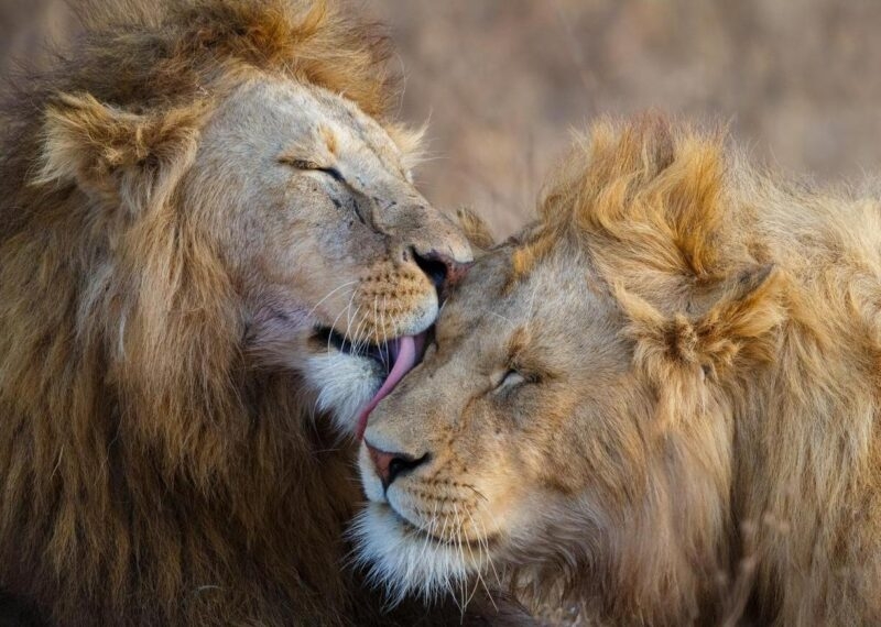 Two lions grooming eachother.