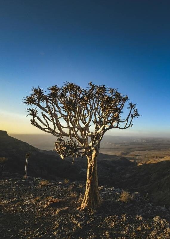 Silhouette-style view of a Quiver tree on a rocky ledge overlooking a hazy desert canyon under a blue sky.
