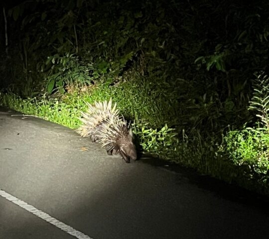 Two porcupines seen under a spotlight during a night safari in Khao Yai National Park