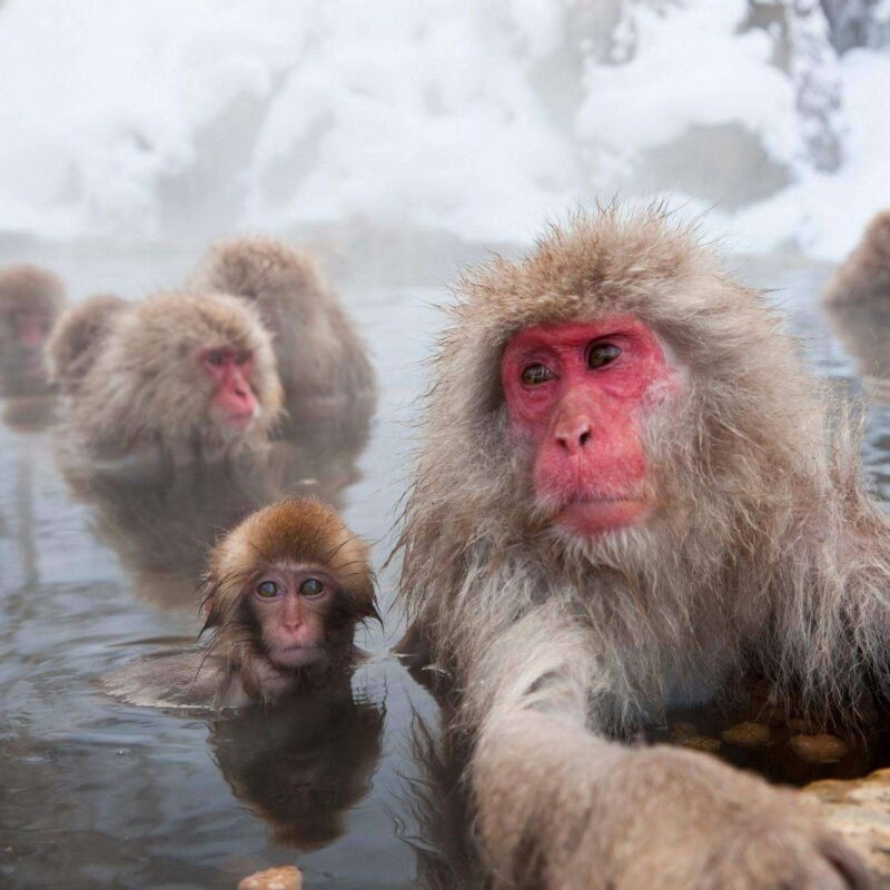 Japanese macaques soaking in a steaming hot spring surrounded by snow.
