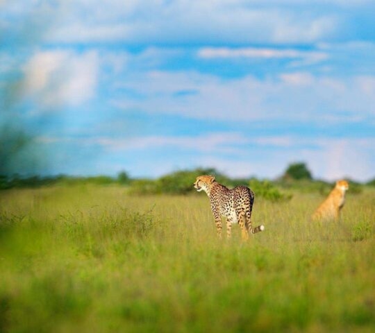 A cheetah stands in tall green grass in the wilderness with another cheetah resting in the blurred background.