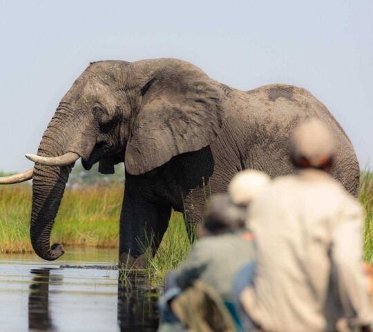 A large wild elephant stands in water near tall grass with blurred people viewing it in the foreground.