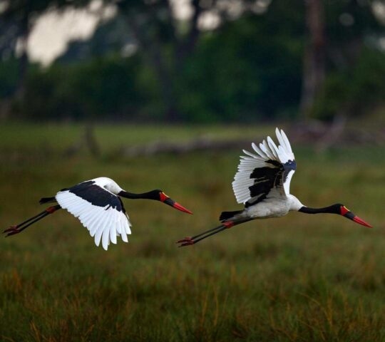 Two saddle-billed storks with black, white, and red features fly in unison over a field.