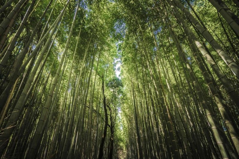 Low angle view looking up at tall green bamboo stalks towering toward a dense leafy canopy in Arashiyama, Kyoto.