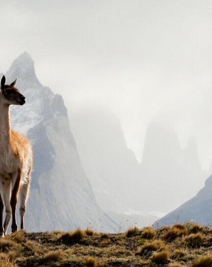 Five Reasons Why You Should Visit Patagonia in Winter