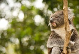 Wild Australia