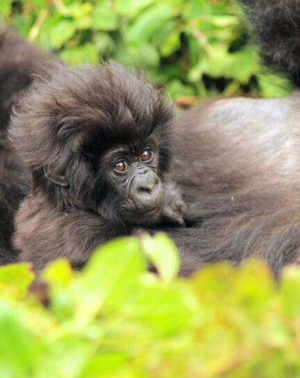 Masking up for Gorillas