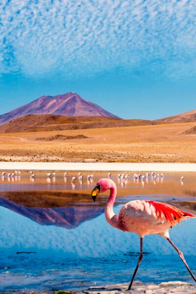 Andean High Plains Grand Tour