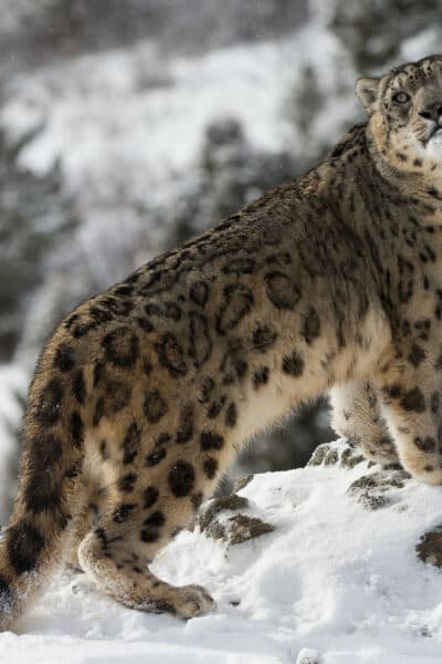 Big Cats of India