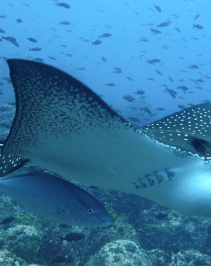 A Guide to the Galapagos Islands