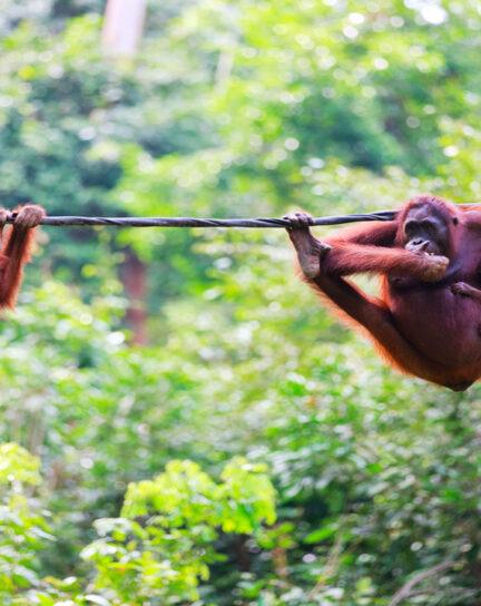 Our Guide to Wildlife in Asia