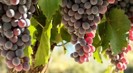 Sip on award-winning wines preview image