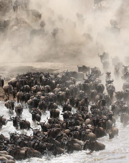 The Ultimate Guide to the Great Wildebeest Migration
