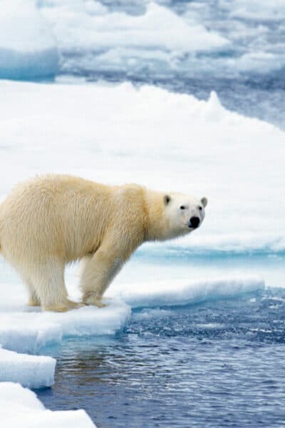 The Highlights of Norway and Svalbard by Sea